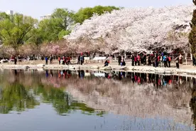 北京：玉渊潭公园成花的海洋 美轮美奂图片