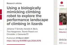 新型仿生机器人揭开蜥蜴攀爬奥秘 四肢配合扭转才能抓稳墙壁图片