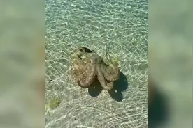 澳大利亚男子在海边散步被章鱼袭击 脖子出现大片红肿图片