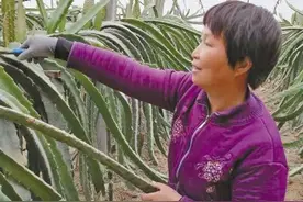 引来火龙果 走上致富路图片