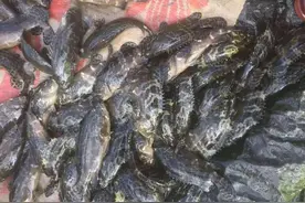 55元/斤！冲破4年来最高价，这条鱼重返高光时刻图片