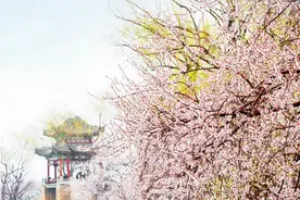绝美春景刷屏！颐和园的“花花世界”惊艳双眸图片