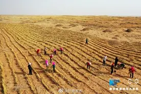 “飞阅”中国｜甘肃高台：黄沙穿“金甲”图片