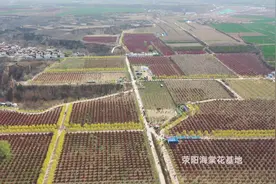 郑州：“花海”变身热门打卡地图片