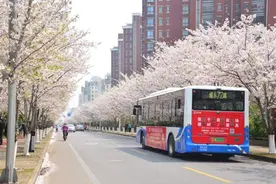 浦东72路带你去看最美樱花，樱花元素为主题的“樱花车”上街啦图片