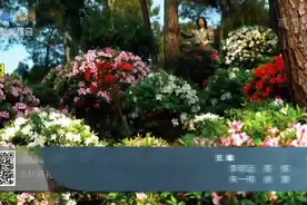 重庆放牛村树木和杜鹃花错落有致视频封面