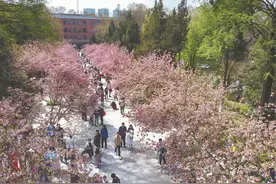 樱花绽放校园美图片