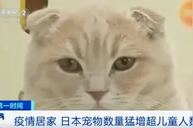 发生了什么？日本宠物数量猛增，已超儿童人数图片