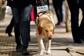 北京无障碍建设条例征意见：不得拒绝导盲犬出入公共场所图片