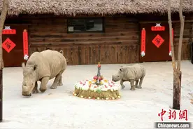 济南野生动物世界双角白犀牛“母女”乔迁新居图片