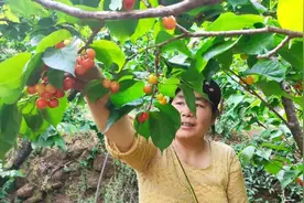 攀枝花樱桃熟了，每斤50元！4月5日左右进入盛产期图片