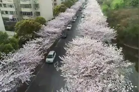 唯美壮观！上海这5条路“落花不扫”视频封面