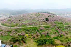 瓮安近5000亩樱花怒放等你赏图片