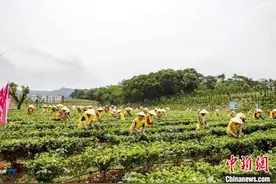 中国红茶之乡英德启动首轮春茶采摘 今年价格料上涨图片