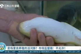 南京一菜场里卖养殖的活河豚？市场监督局：不允许！视频封面