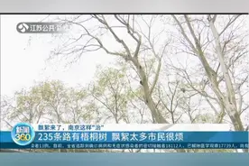 南京235条路有梧桐树，飘絮太多市民很烦，南京这样“治” ！