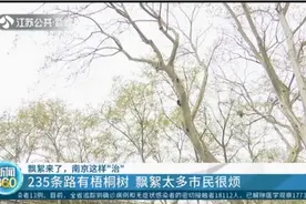 南京235条路有梧桐树，飘絮太多市民很烦，南京这样“治” ！视频封面