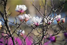 春光中的诸城恐龙公园美不胜收图片