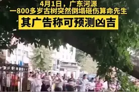 广东一800多岁古树倒塌砸伤算命先生，其广告上写着可预测凶吉图片