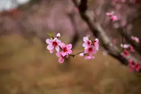 济南青龙峪桃花漫山遍野，邂逅最美人间四月天图片