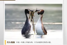 湖湘自然历丨风暖鸟声碎②你认识“䴙䴘”吗？图片