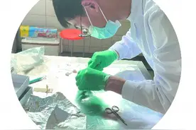 “黑毛猪儿”回来了图片