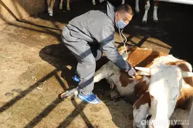 农民兽医雷廷瑞：10余年为当地群众做“牛难产”手术图片