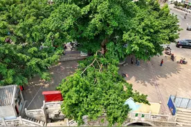 河源市区一棵820余年古榕树枝突然断裂砸伤一老人图片