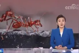 红火蚁已传播至我国12个省份、435个县市区 普通人如何防被咬、哪些杀虫药绝不能用？图片