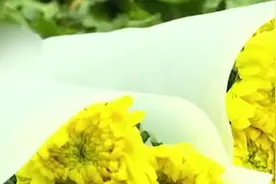 清明将至菊花需求增加，昆明斗南商户称一天售菊花5000枝视频封面