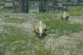 《怪物猎人 崛起》拍摄释放气体狸兽方法 狸兽怎么释放气体图片