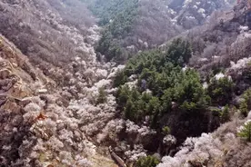 北京号带您打卡杏花和玉兰，这个清明小假期就去这里图片