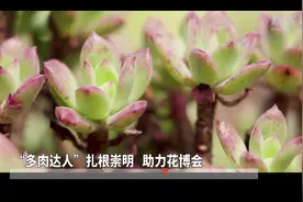 崇明花博会｜“多肉达人”扎根崇明 助力花博会视频封面