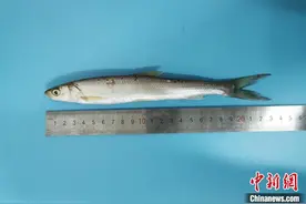 江西鄱阳湖重现濒危物种鳤鱼 种群数量有望逐渐恢复图片