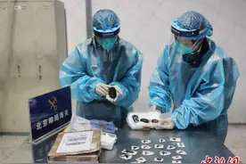 北京海关首次截获体型最大天牛标本图片