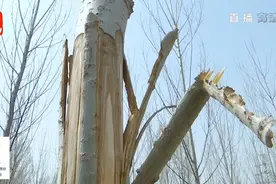 石家庄300棵杨树被人一夜扒皮，老人瘫地痛哭：五年的心血啊图片