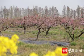 里下河水乡古镇“桃花节”开幕，蒋大为唱响《在那桃花盛开的地方》图片