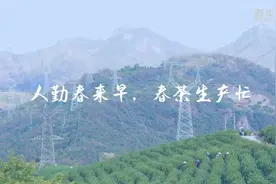 人勤春来早，春茶生产忙视频封面