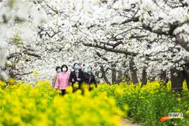 组图｜河北赵县：万亩梨花正盛开图片