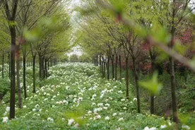 一起相约牡丹花海，见花如面图片
