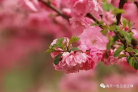 清明，泉城新雨洗铅华｜阳春布德泽，万物生光辉图片