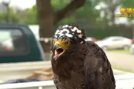 他在菜馆门口捡到一只鸟，居然大有来头图片