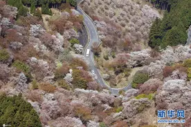 日本奈良吉野山樱花盛放图片
