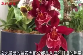 树兰、巨兰、兜兰……你见过这些神奇的兰花吗？图片