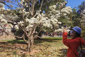 清明假日春意盎然，颐和园内诗意正浓图片