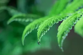 孩子喜欢的放风筝不仅好玩，还对身体有这些好处哦图片