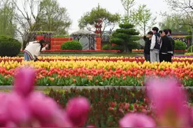 河南开封：郁金香盛开引客来图片
