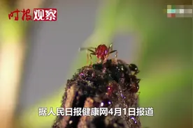 红火蚁已入侵我国435个县！专家：要想阻断需投入比现在多100倍图片