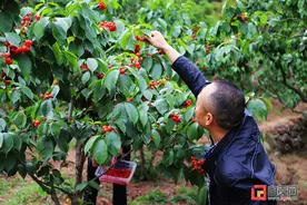 荣县度佳镇樱桃熟了 采摘正当时图片