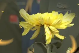 我们记得，他们就还活着视频封面